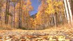 Free Autumn Stock Video Yellow Fall Leaves and Trees Download For free