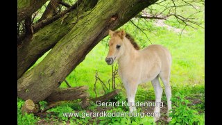 Stock photography of animals - Download Animal Stock Photos