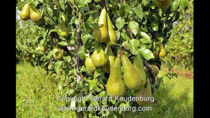 Stock photography of the agriculture in the netherland - Download Animal Stock Photoss