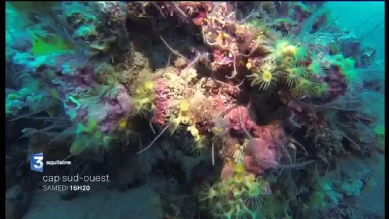 AGDE - BRESCOU - 2014- L'étang de Thau | Samedi 14 juin à 16H20