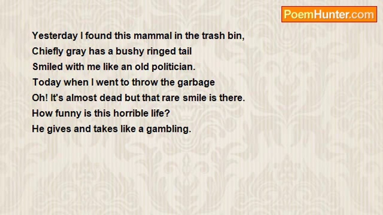 nimal dunuhinga - Raccoon