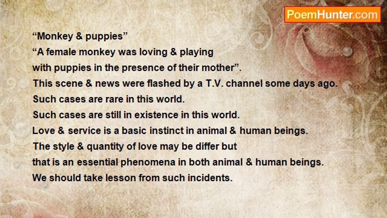 vijay gupta - monkey & puppies