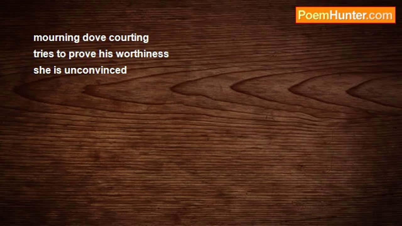 Richard Terrify - mourning dove courting (haiku)