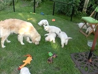 Chiot Golden de holine 38 jours