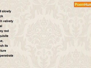 daubmir nadir - The Rose of Eros