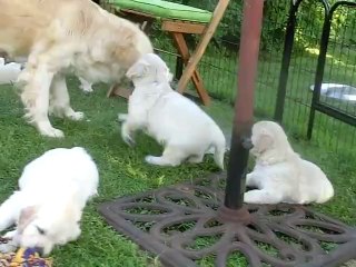 Chiot golden retriever  Holine 37 jours