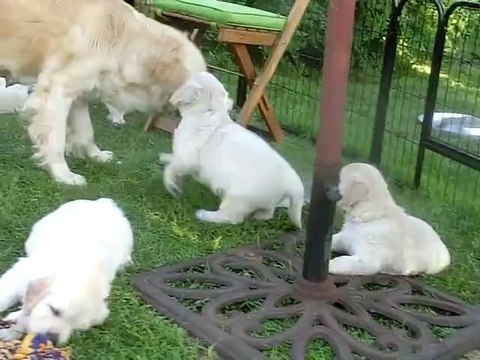 Chiot golden retriever Holine 37 jours