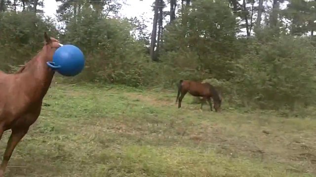 So funny young horse playing with ball! Are your a horse or a dog??