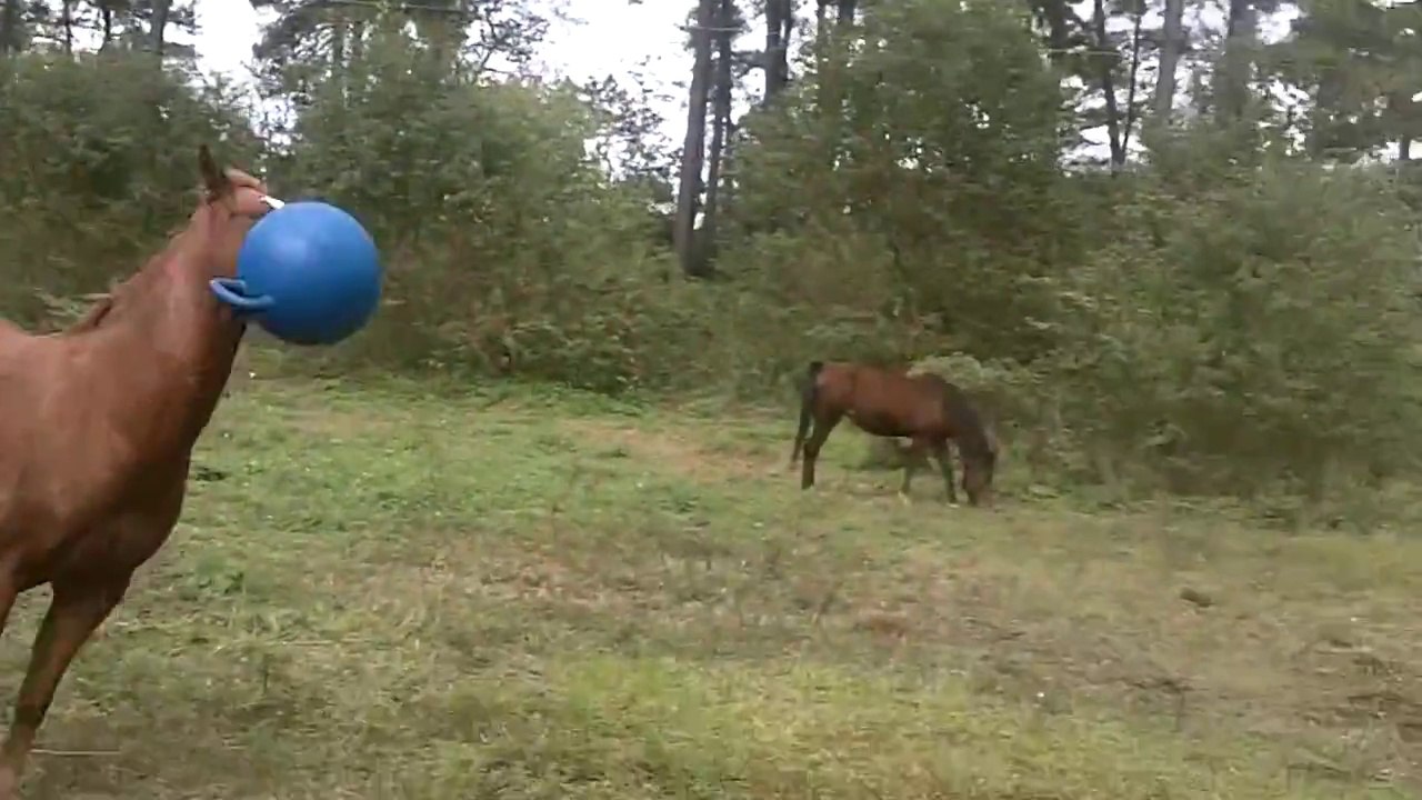 So funny young horse playing with ball! Are your a horse or a dog??