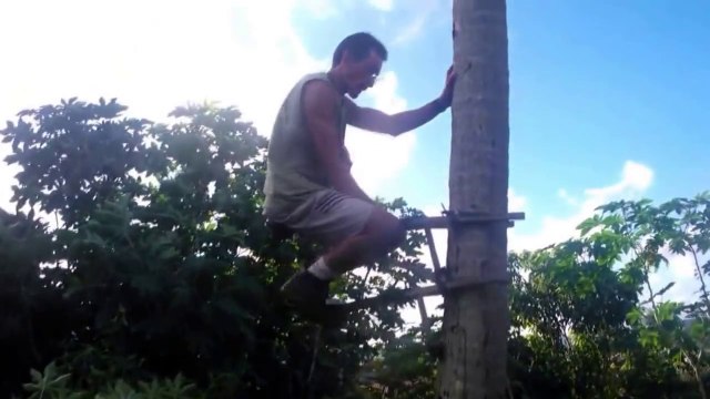 Grimper dans les arbres comme un singe! Outils impressionnant...