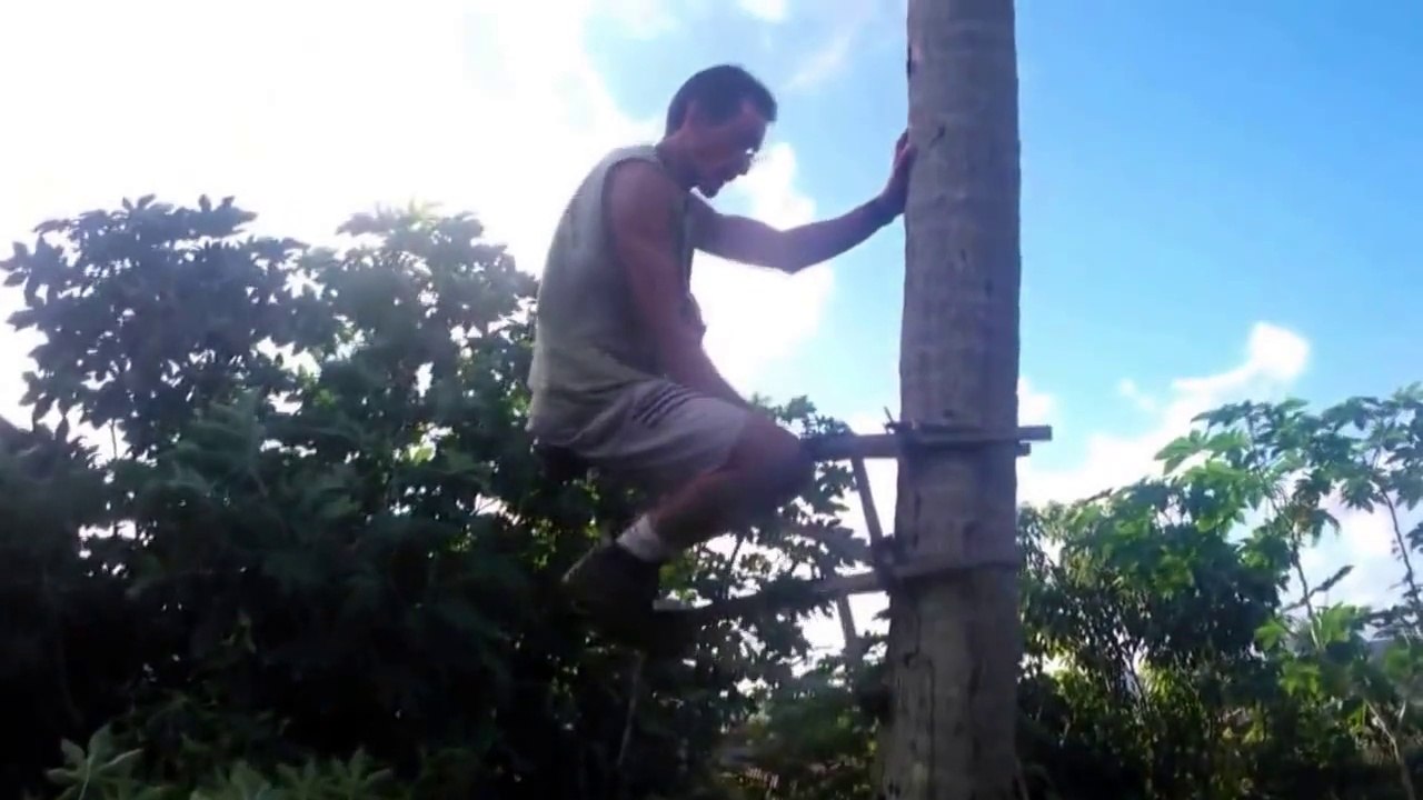 Grimper dans les arbres comme un singe! Outils impressionnant...