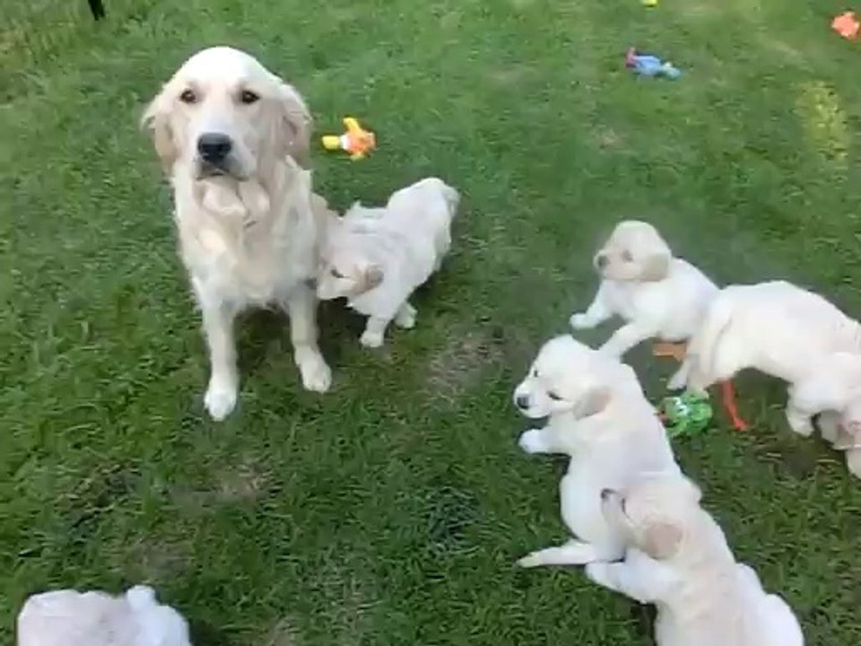 Chiot golden