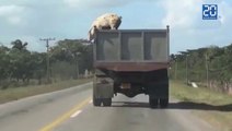 Un cochon s’échappe du camion qui l’emmenait à l’abattoir