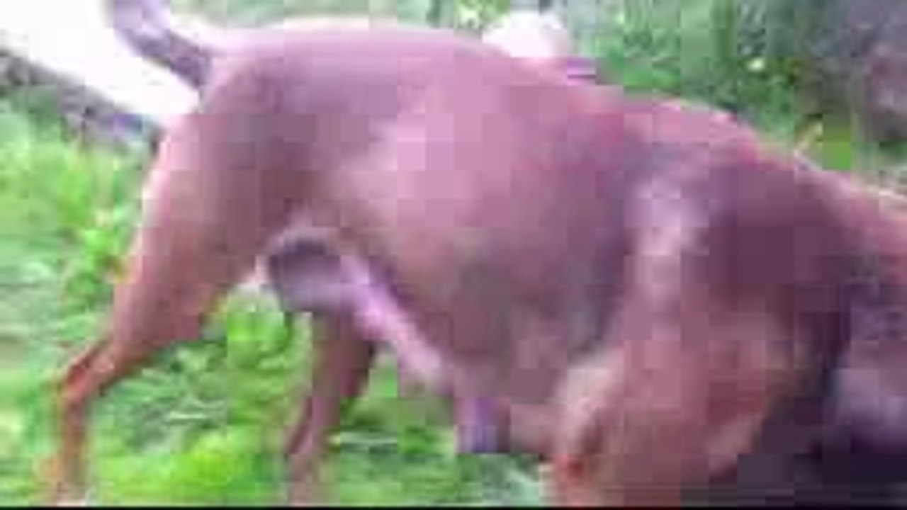 Les premiers chiots de Daillie des derniers centurions et Indi la vallée des nutons