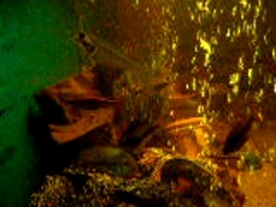 voila mon autre aquarium