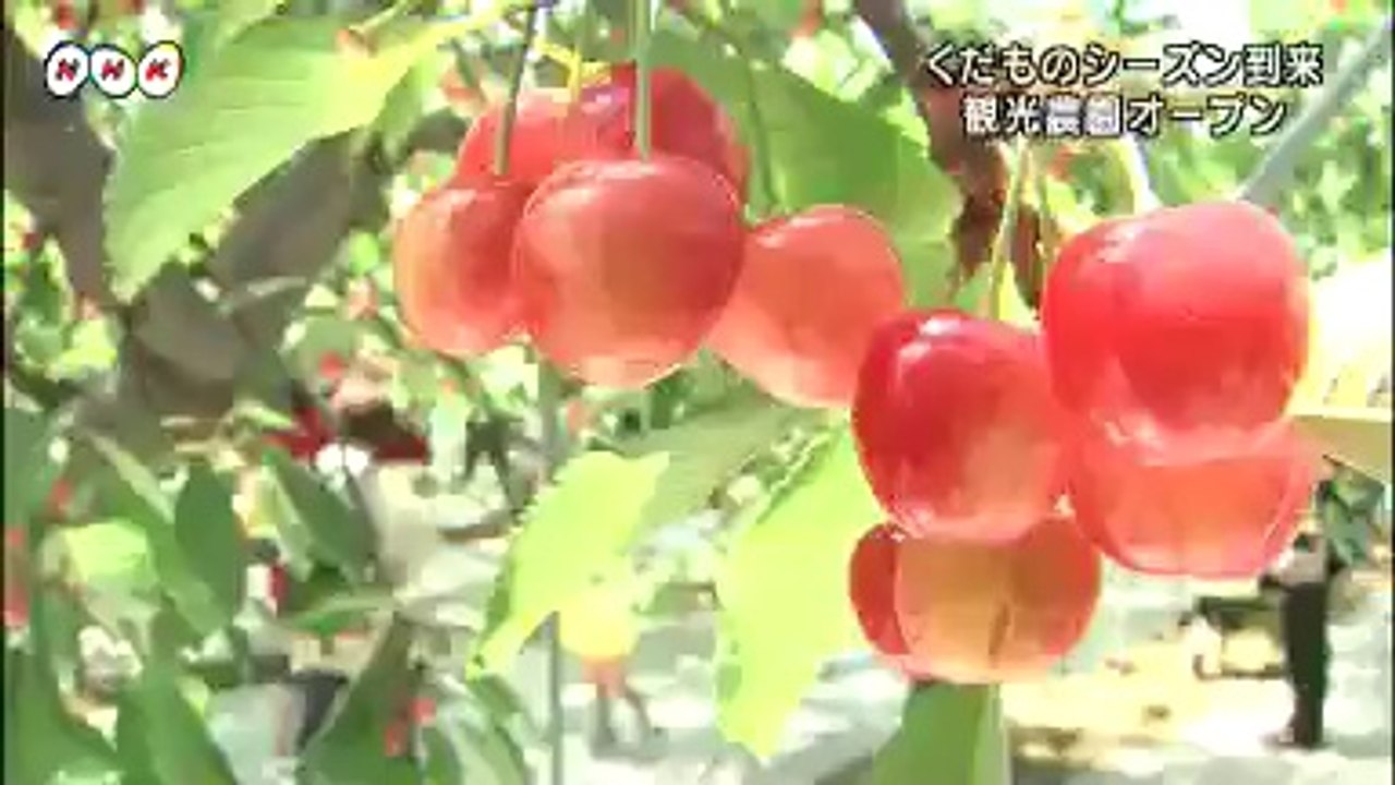 20140614福島市にくだものシーズン到来　福島