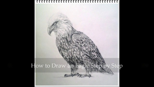 Learn How to draw an Eagle with step by step video tutorial and easy to follow instructions. Part / 1