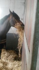 Atlar Neden Asildir?