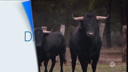 BA Signes du toro de juin 2014