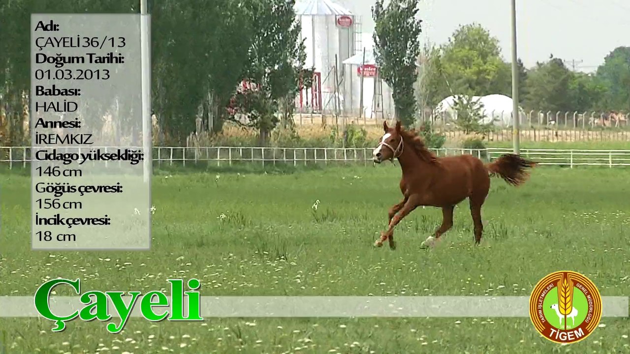 CAYELİ