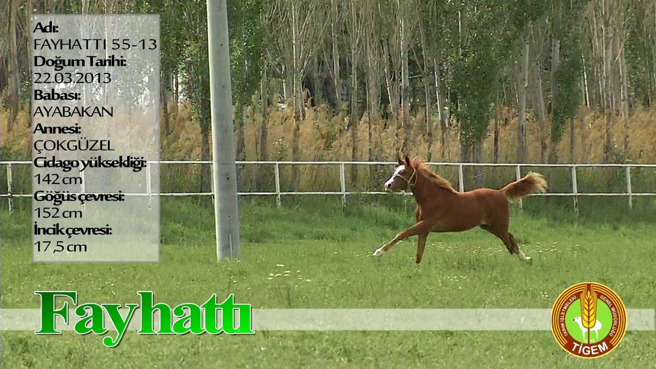 FAYHATTI
