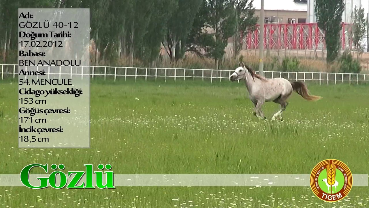 GÖZLÜ