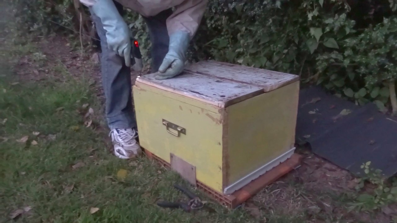 Un essaim d'abeilles a élu domicile dans mon jardin !