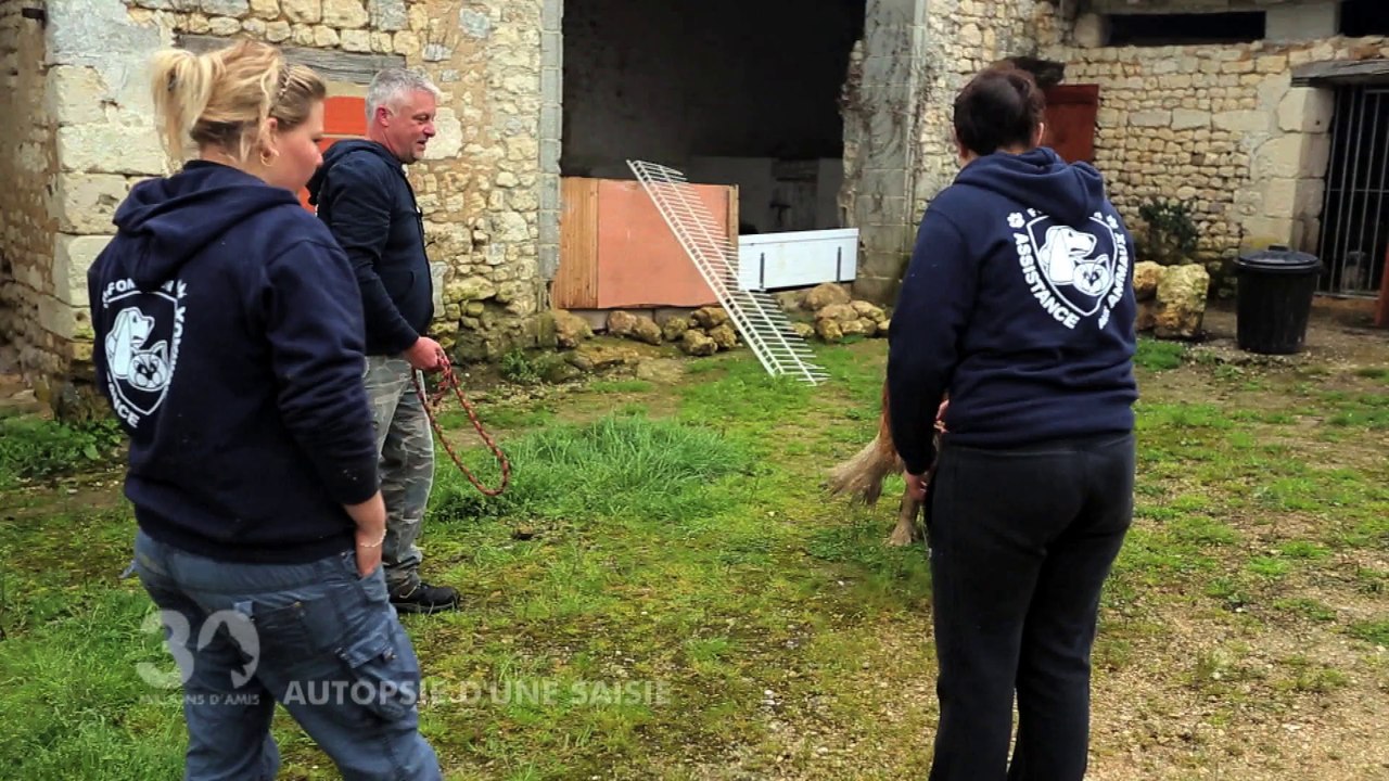 Sauvetage de 160 chiens à Angoulême