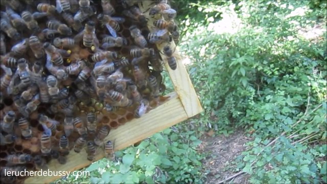 La reine des abeilles chante sur scène en direct live pour le Rucher de Bussy