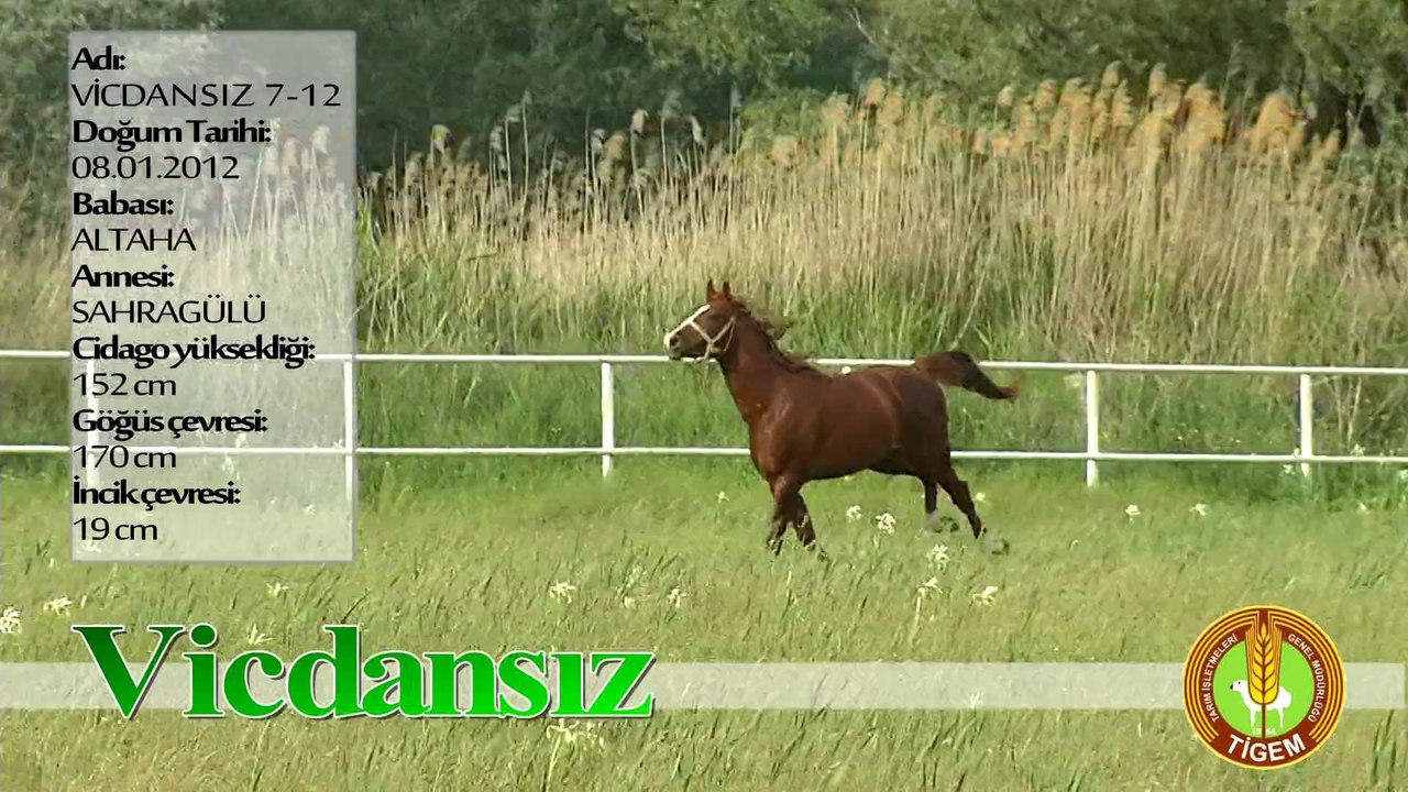 VİCDANSIZ