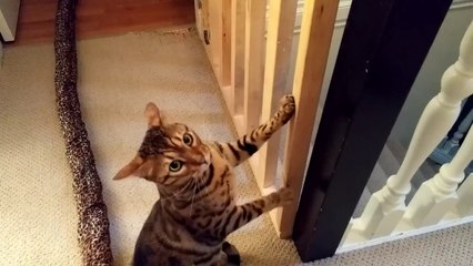 The most tolerant cat ever?