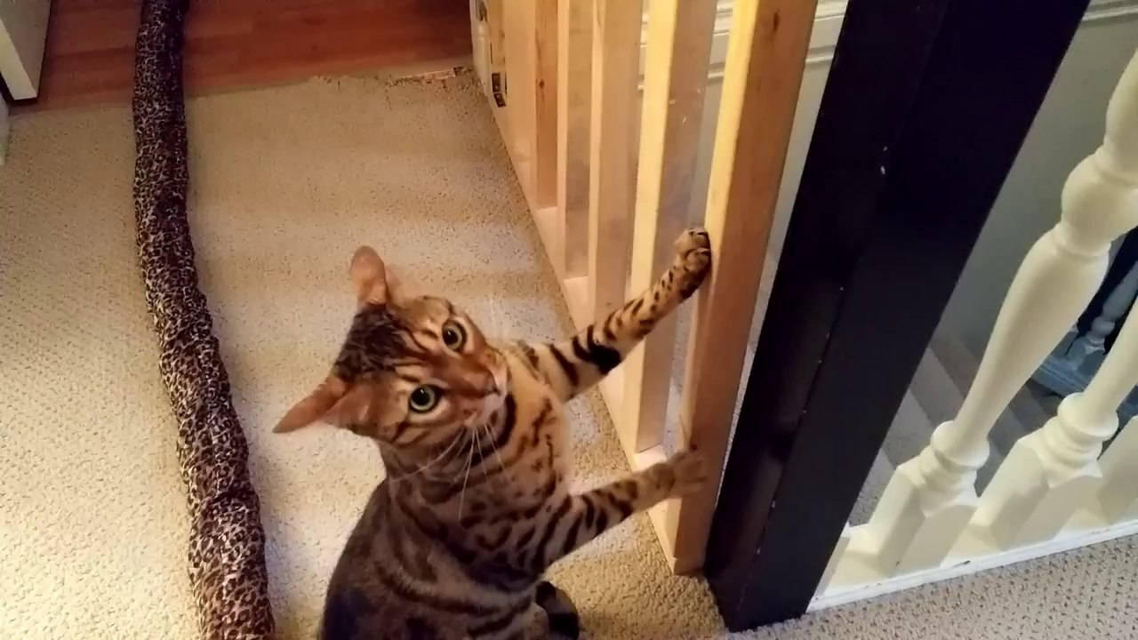 The most tolerant cat ever?