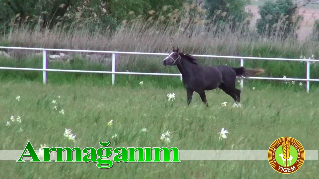 ARMAĞANIM