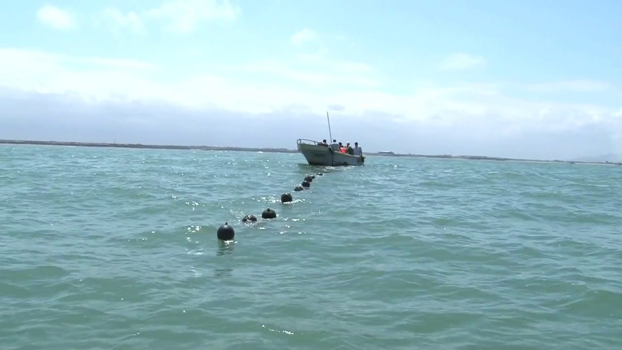 MAGAP realiza proyecto de cultivo de ostras del Pacífico con resultados favorables