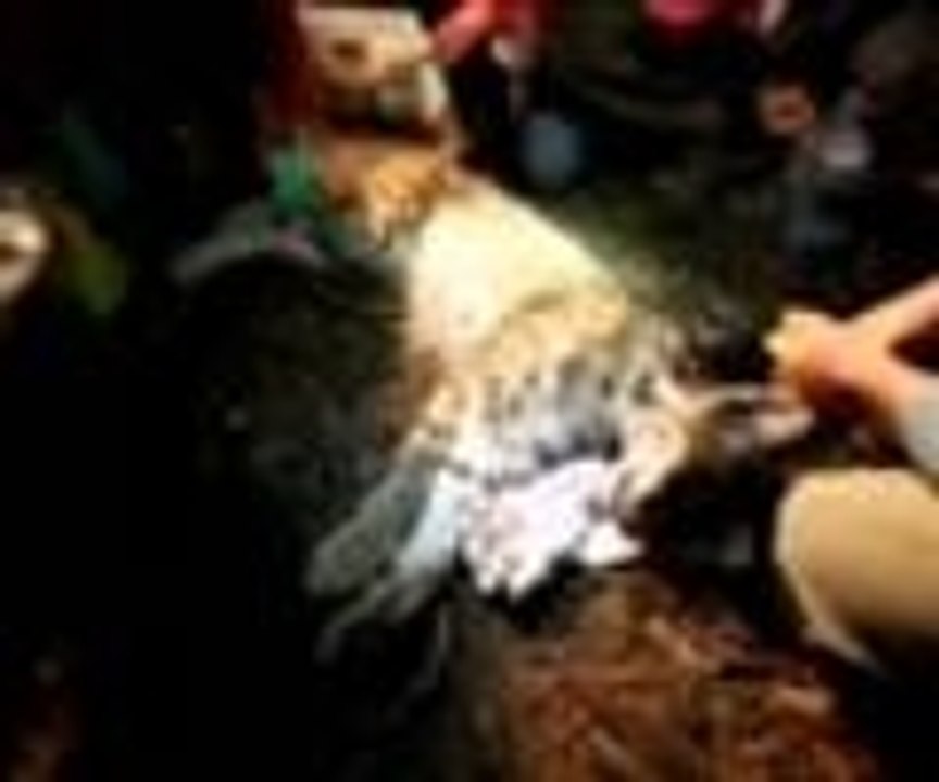 Türkiye'de ilk kez bir vaşağa verici takıldı