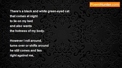 Gert Strydom - There’s a black and white green-eyed cat
