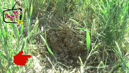 JT Agri85TV du vendredi 13 juin 2014