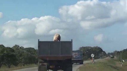 Pig escaping from truck driving in the middle of nowhere!