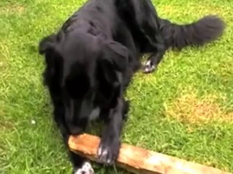 How to train your dog with the redirect method to stop chewing