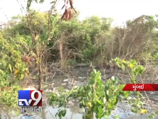 Three storey school comes up on mangroves, Mumbai - Tv9 Gujarati