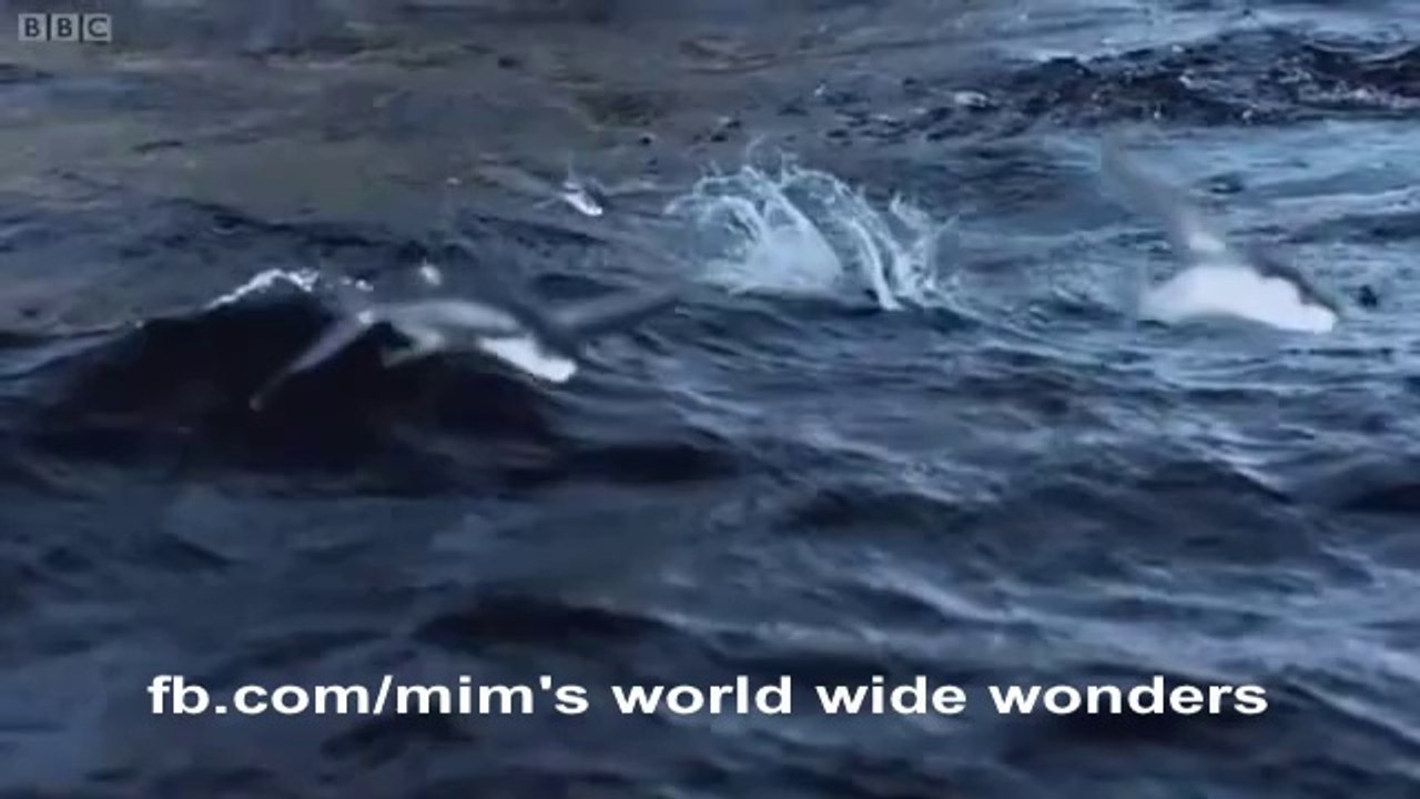 Flying Fish