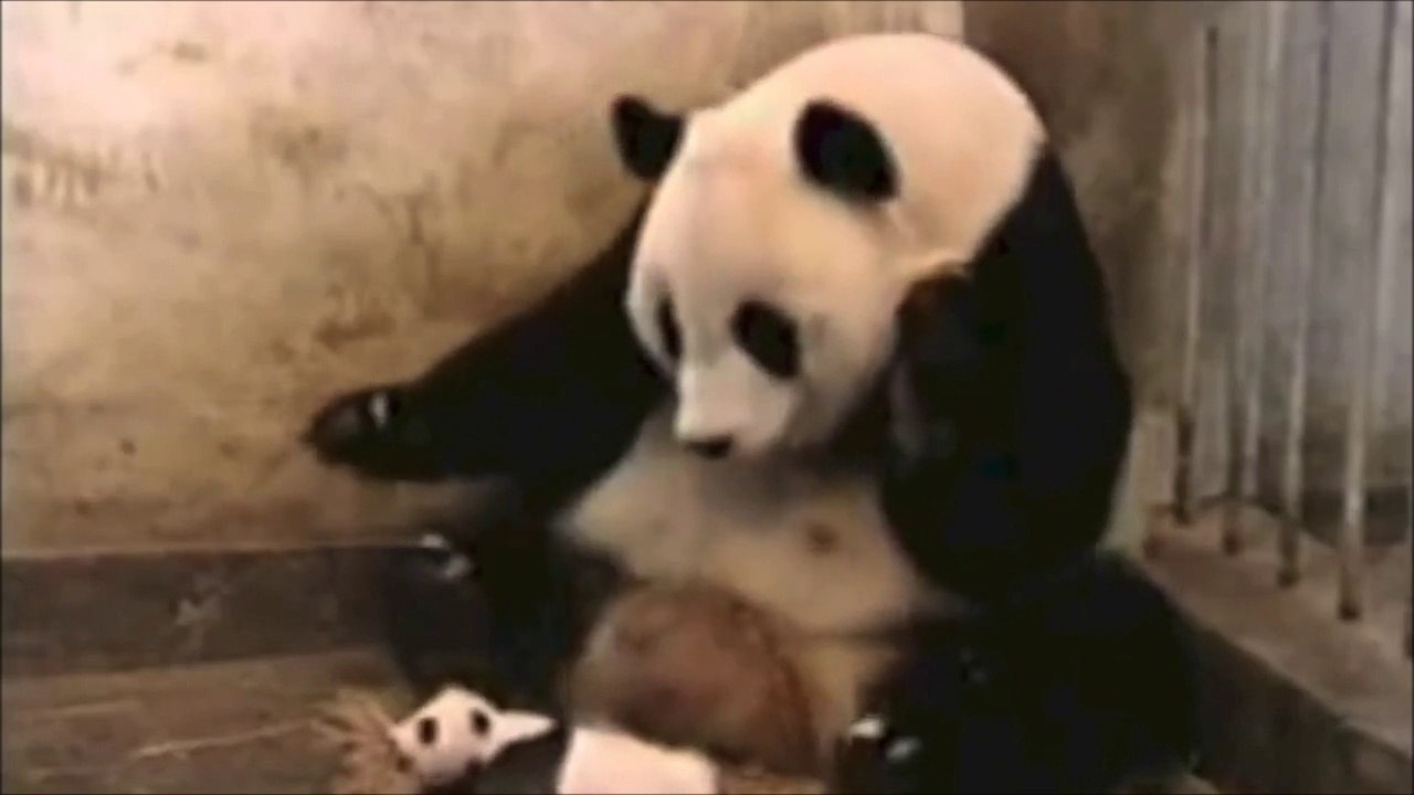 Le RIRE JAUNE - Le PANDA !!!