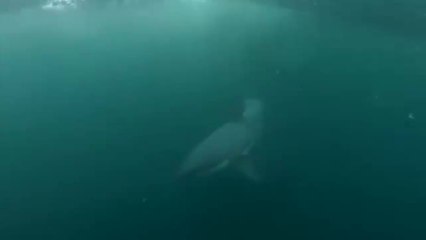 Si tuffa in acqua e si imbatte in uno squalo bianco, la telecamera riprende tutto