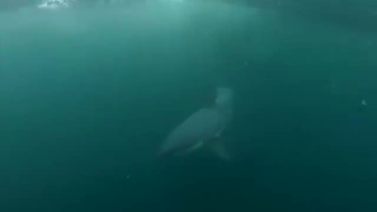 Si tuffa in acqua e si imbatte in uno squalo bianco, la telecamera riprende tutto