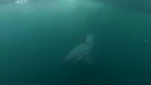 Si tuffa in acqua e si imbatte in uno squalo bianco, la telecamera riprende tutto