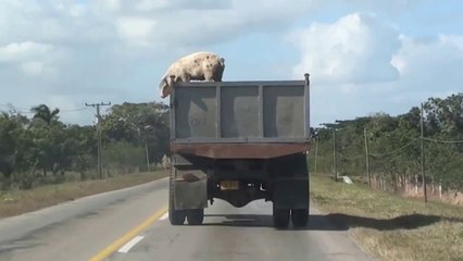 Un cochon s'évade d'un camion pour l'abattoir.