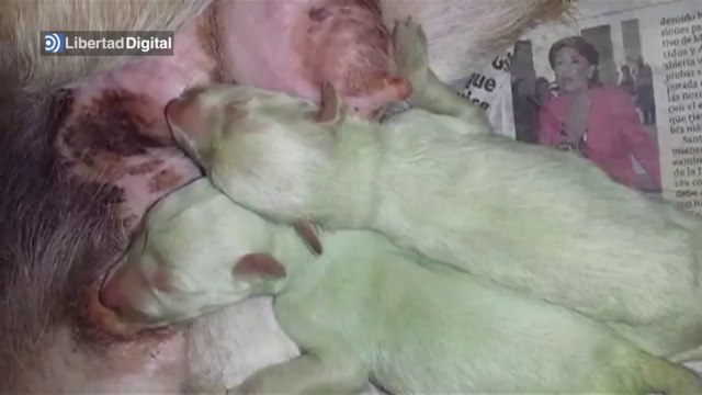 Naissance de chiots verts en Espagne