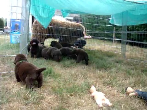 chiots terre neuve marron bronze de l'élevage de VALOYAN