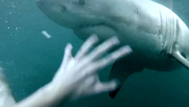Heart Stopping Video Of Man Face To Face With Great White Shark In Sydney Harbour