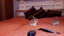 Cute Dwarf Rabbits Hop Around on Bed